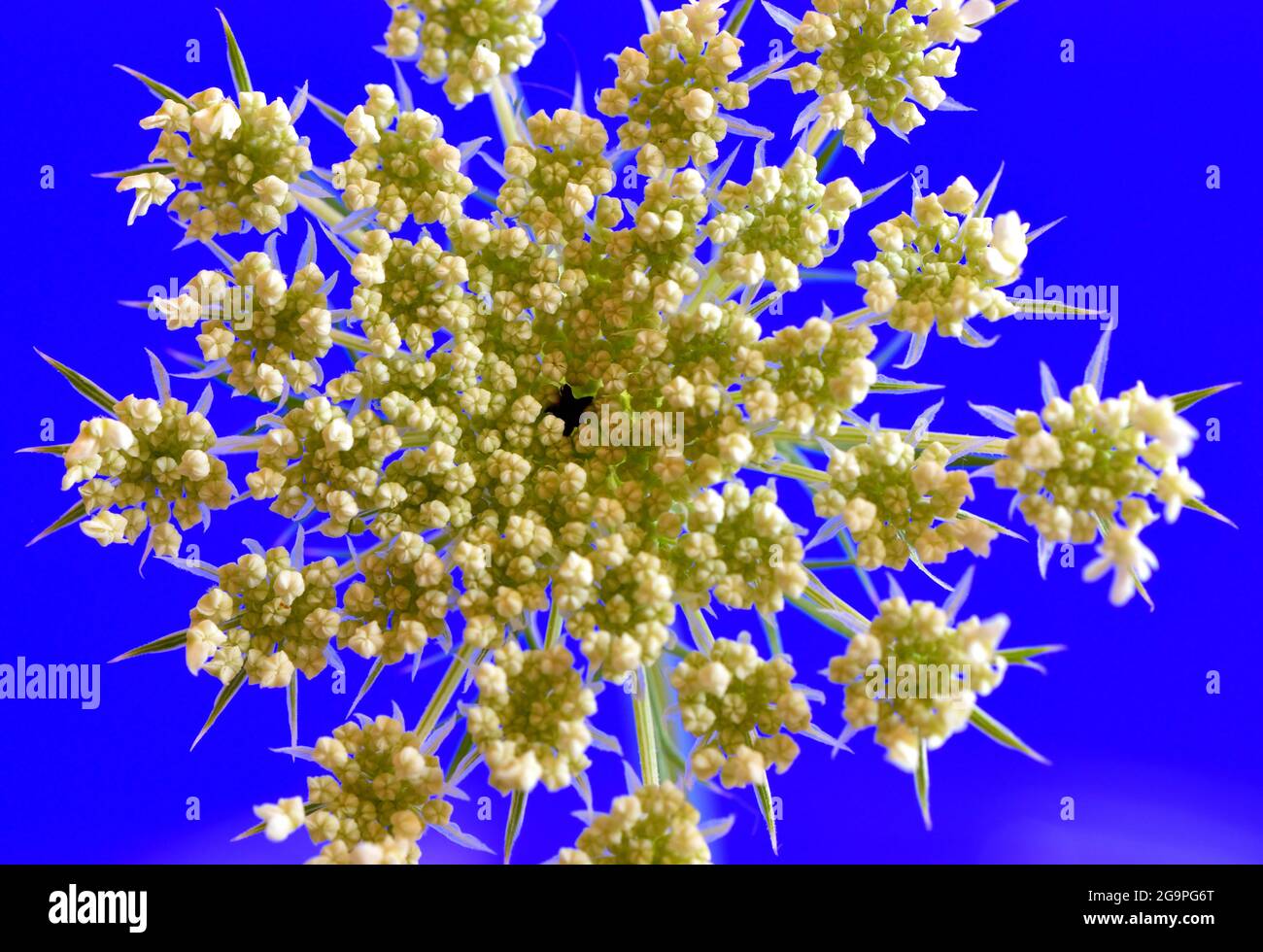 Closeup of a Queen Anne's lace (Daucus carota) single umbel with tiny white flowers on a blue background.   Pictures resembles fireworks in the sky Stock Photo