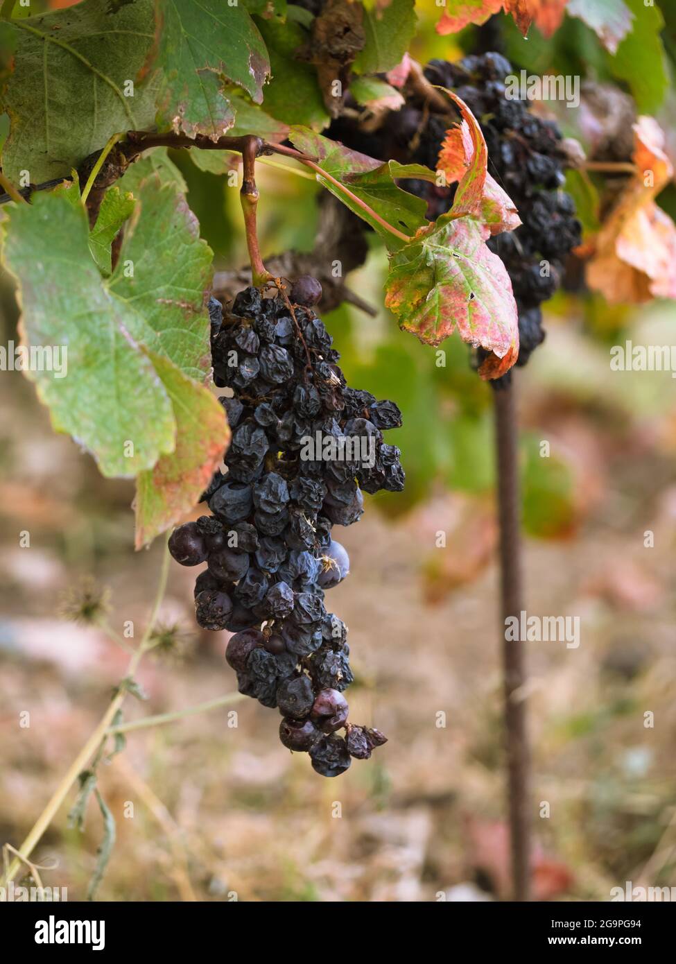 Dark red grapes left on the vine to mature and sweeten in a vineyard on the Island of Tenerife in Spain. Stock Photo