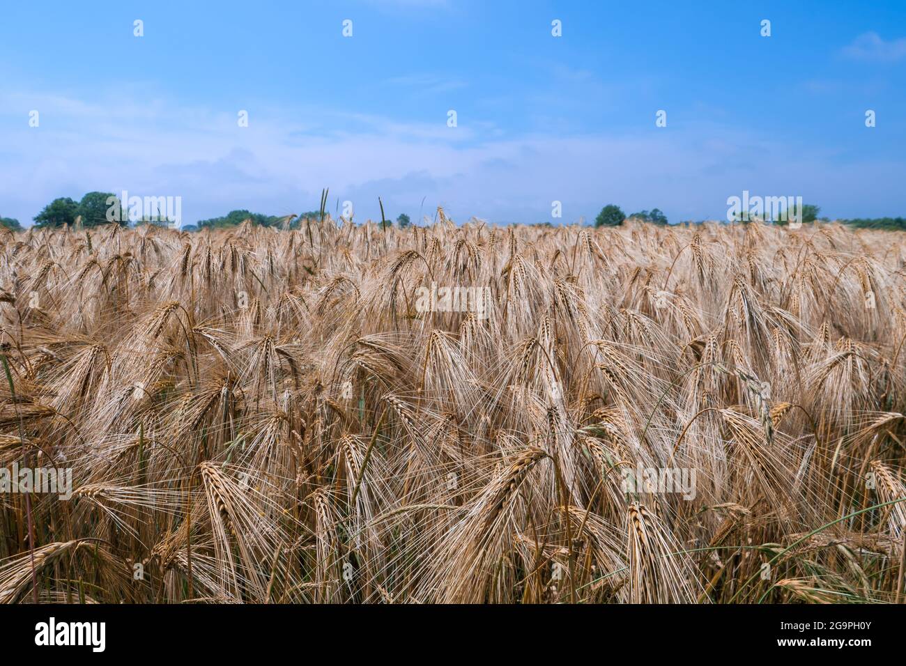 A crop of ripe barley (Hordeum vulgare) growing in a farm field in the UK in the summer sunshine, ready for harvesting. Stock Photo