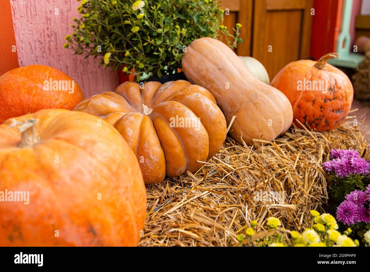 layout autumn flowers pumpkins on straw harvest holiday halloween. Stock Photo