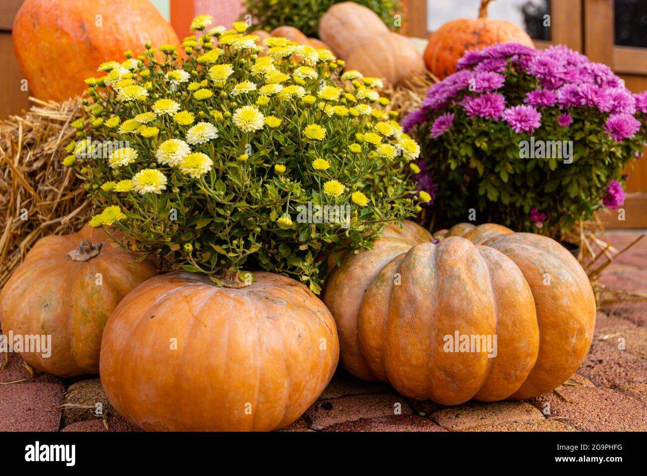 layout autumn flowers pumpkins on straw harvest holiday halloween. Stock Photo