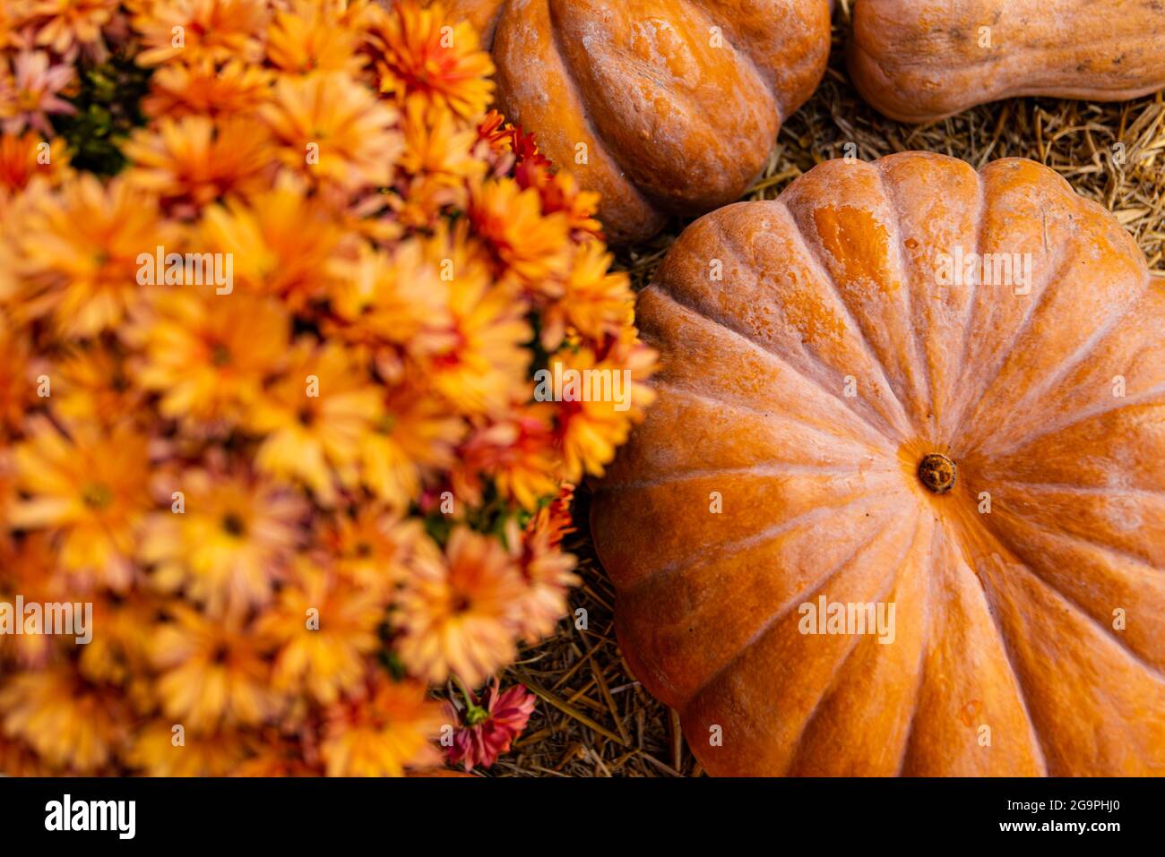 layout autumn flowers pumpkins on straw harvest holiday halloween. Stock Photo