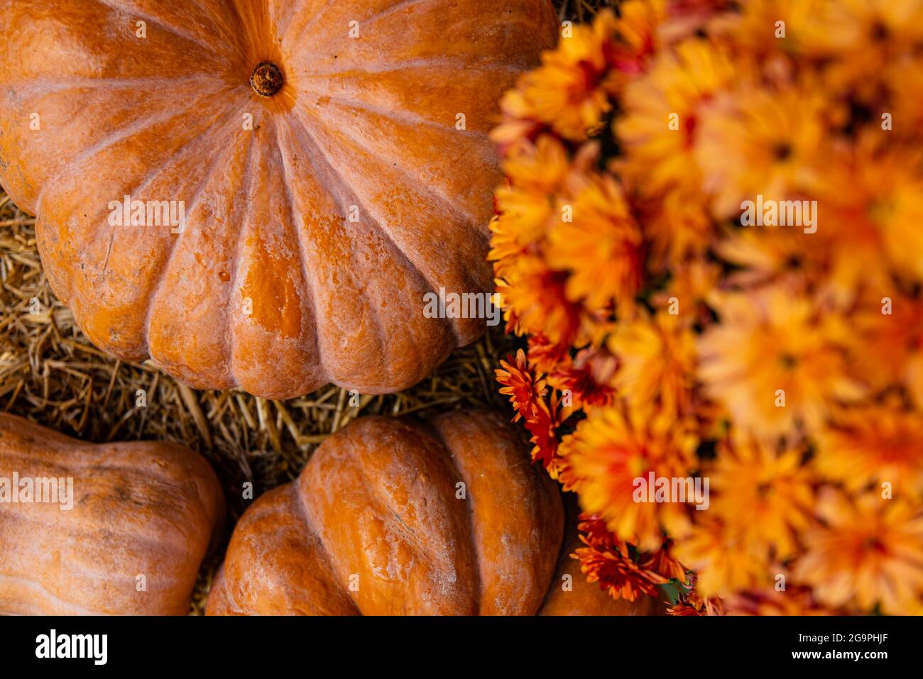 layout autumn flowers pumpkins on straw harvest holiday halloween. Stock Photo