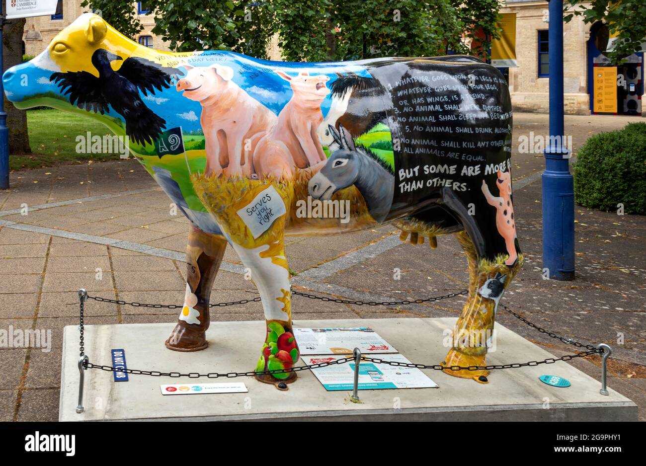 CAMBRIDGE ENGLAND COWS ABOUT CAMBRIDGE COW DECORATED WITH THE STORY