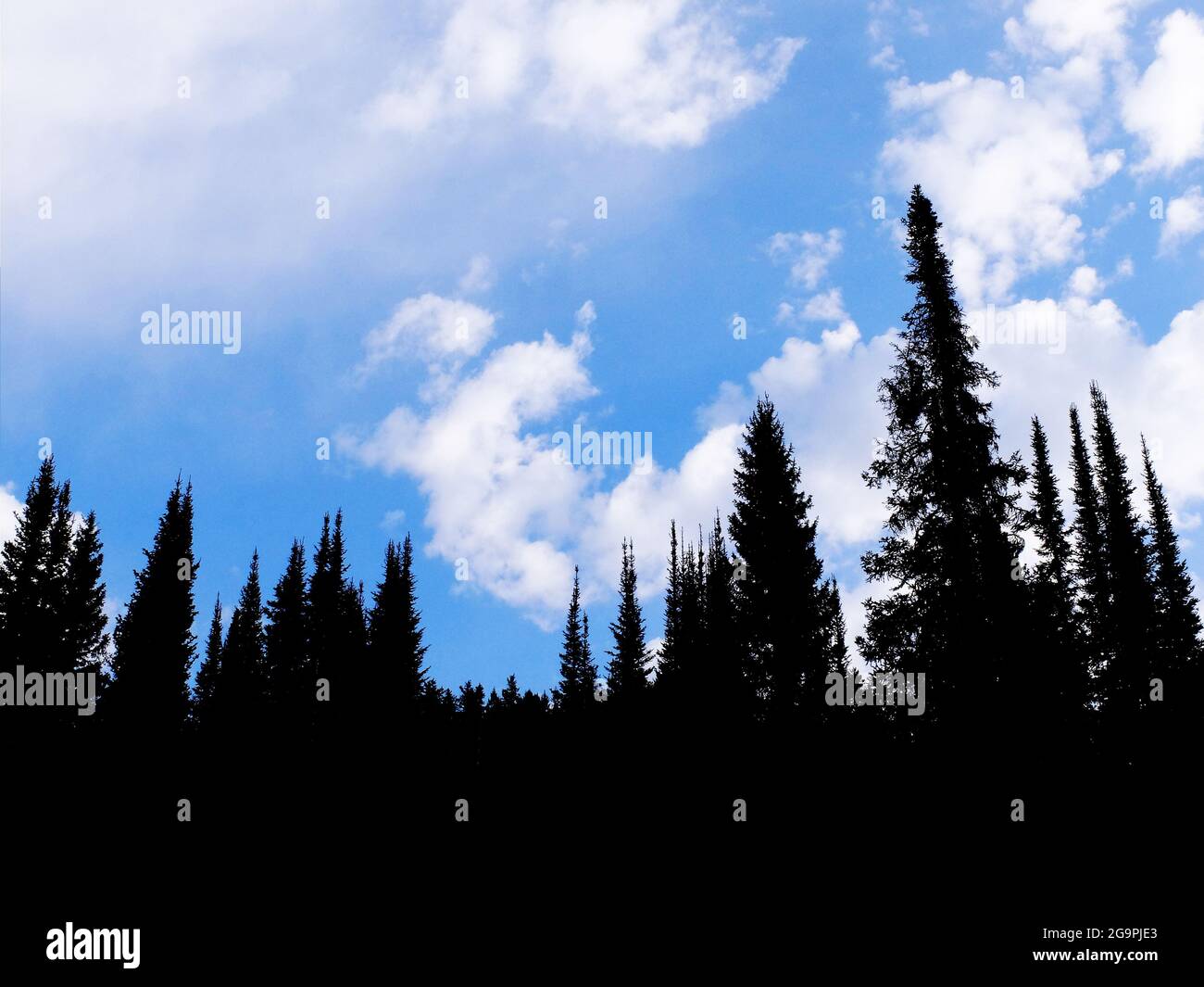 Forest of tall pine trees with blue sky and clouds silhouette Stock ...