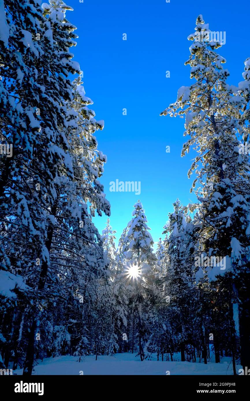 Winter scene of snowy forest pine trees with shunshine and blue sky ...