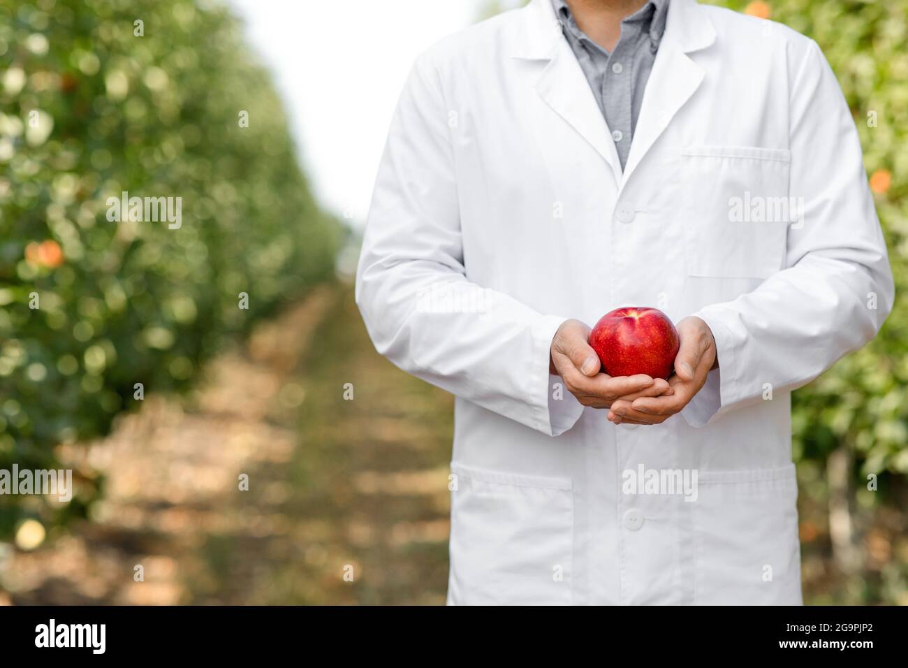 Modern business, eco harvest and fruit orchard, control organic crop at summer or autumn Stock Photo