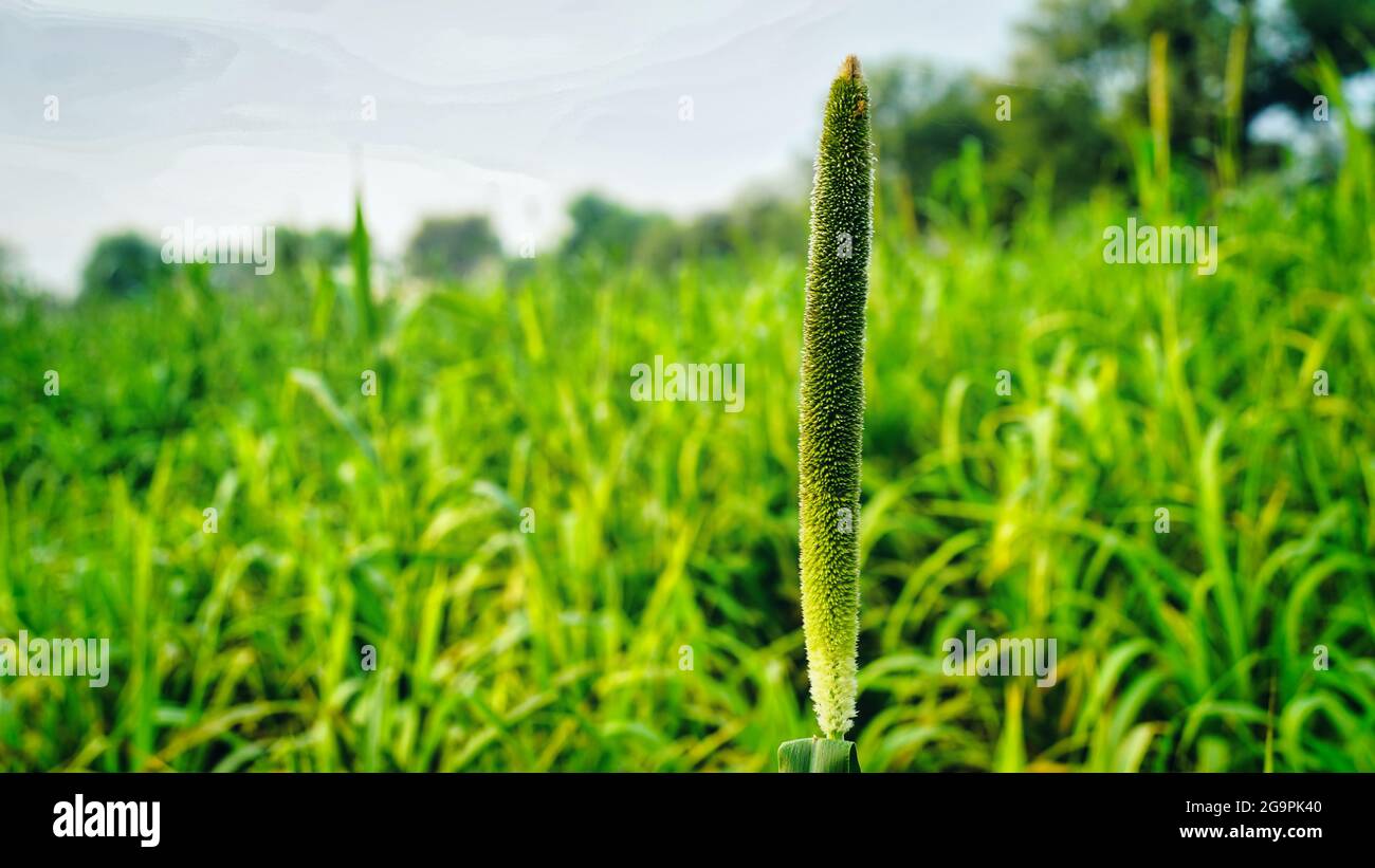 Buds of millet plant. Beautiful Pennisetum glaucum (pearl millet) plant