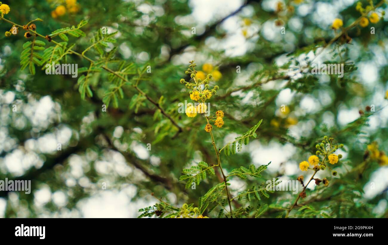 Native Indian plant Pearl Acacia with bright golden flowers. Selective focus. Stock Photo