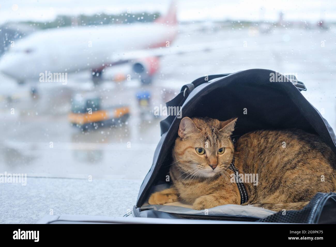 Cat sits in a carrier on a windowsill in an airport Stock Photo Alamy
