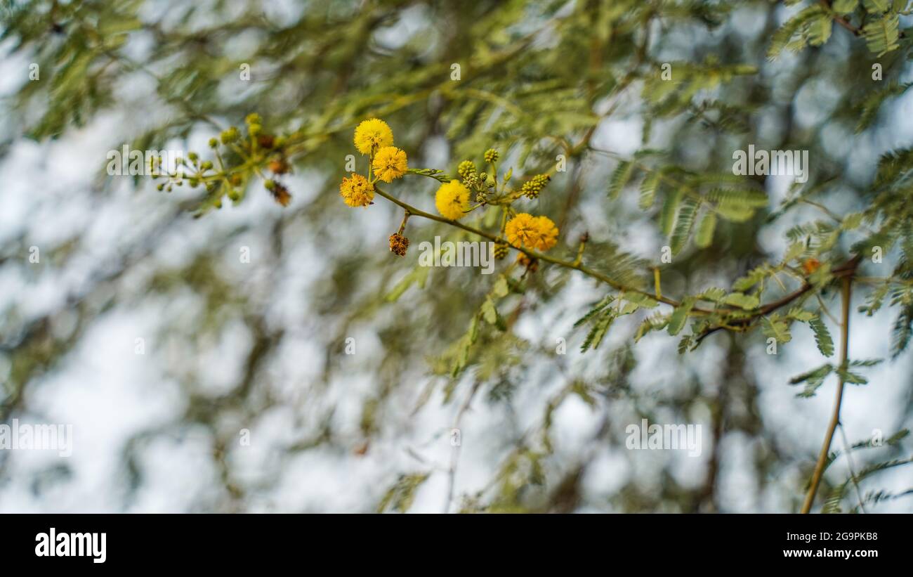 Acacia farnesiana, and previously Mimosa farnesiana, commonly known as sweet acacia, huisache, or needle bush. Stock Photo