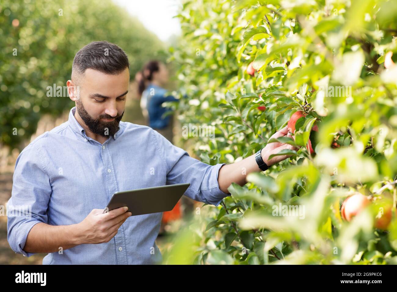 Tech for controlling cultivation of eco fruits, mobile app for gardening Stock Photo