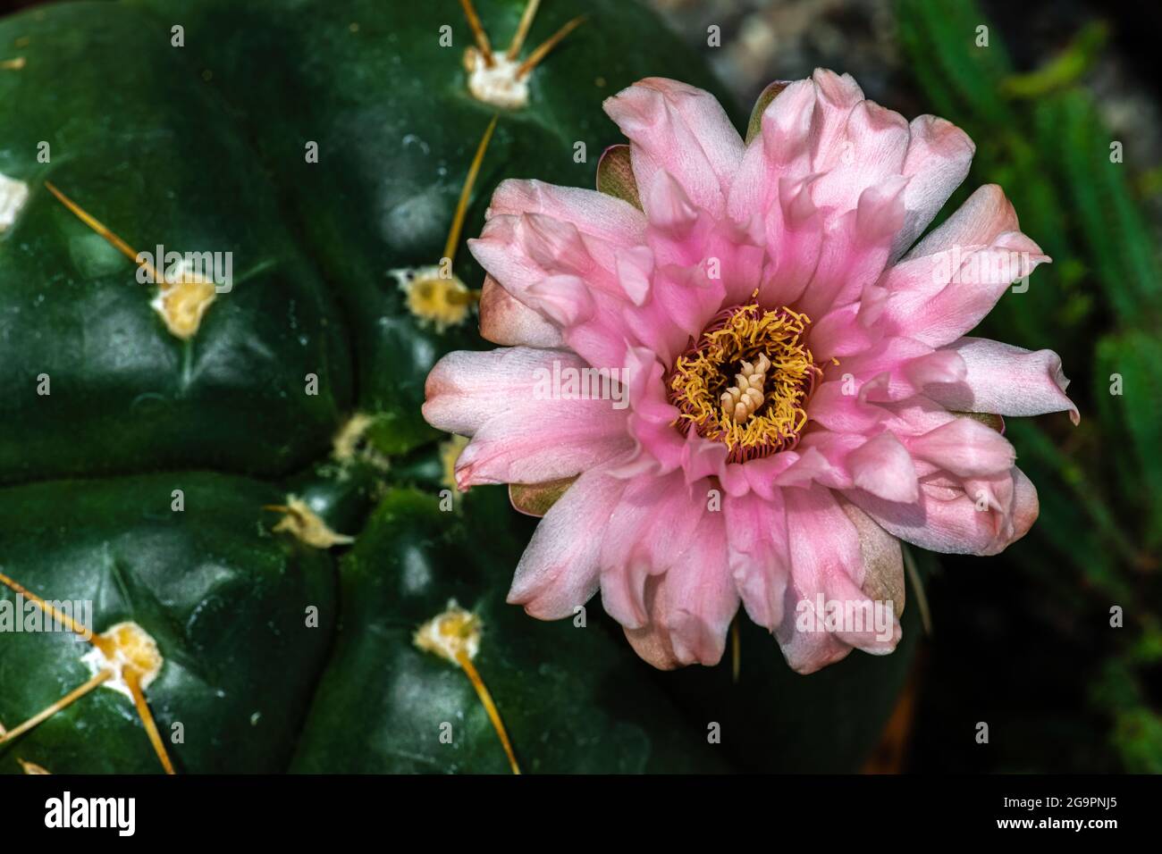 Close-up of a Gymnocalycium Cactus Flower Stock Photo