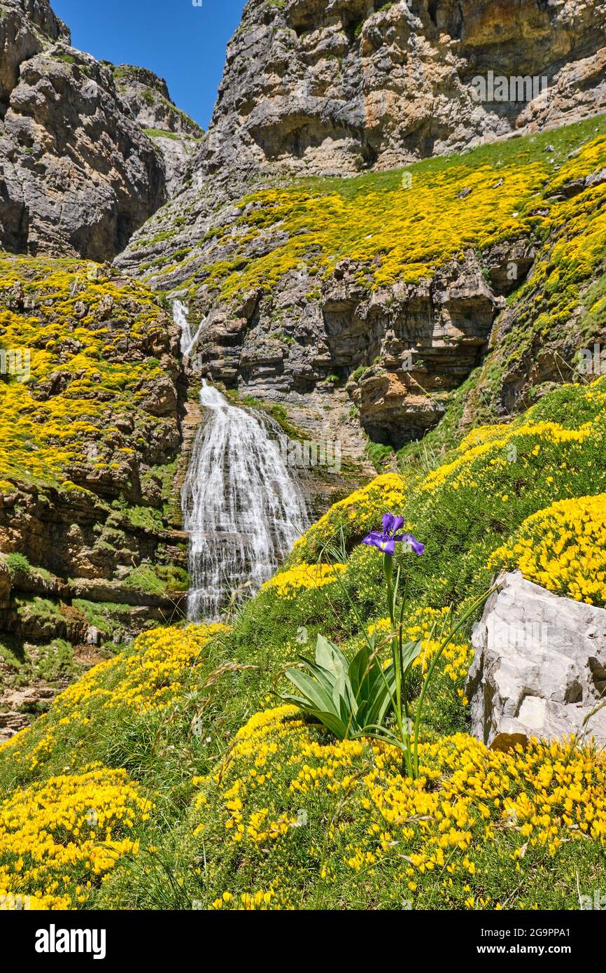 The Cola de Caballo waterfall in the Ordesa Valley with flowering yellow gorse Stock Photo