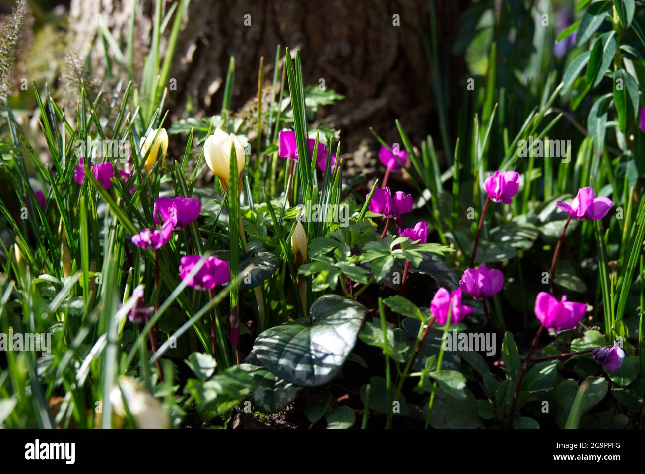 purple cyclamen coum and cream crocus in winter garden setting with tree February UK Stock Photo