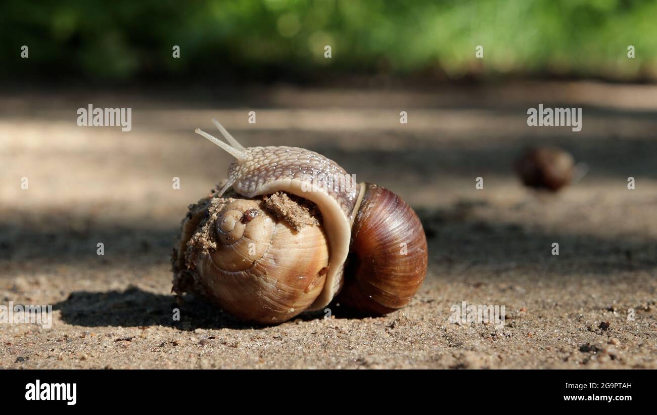 Mating of grape snails in close-up in the sun. Slippery mollusks in their natural habitat. Concept of fauna Stock Photo