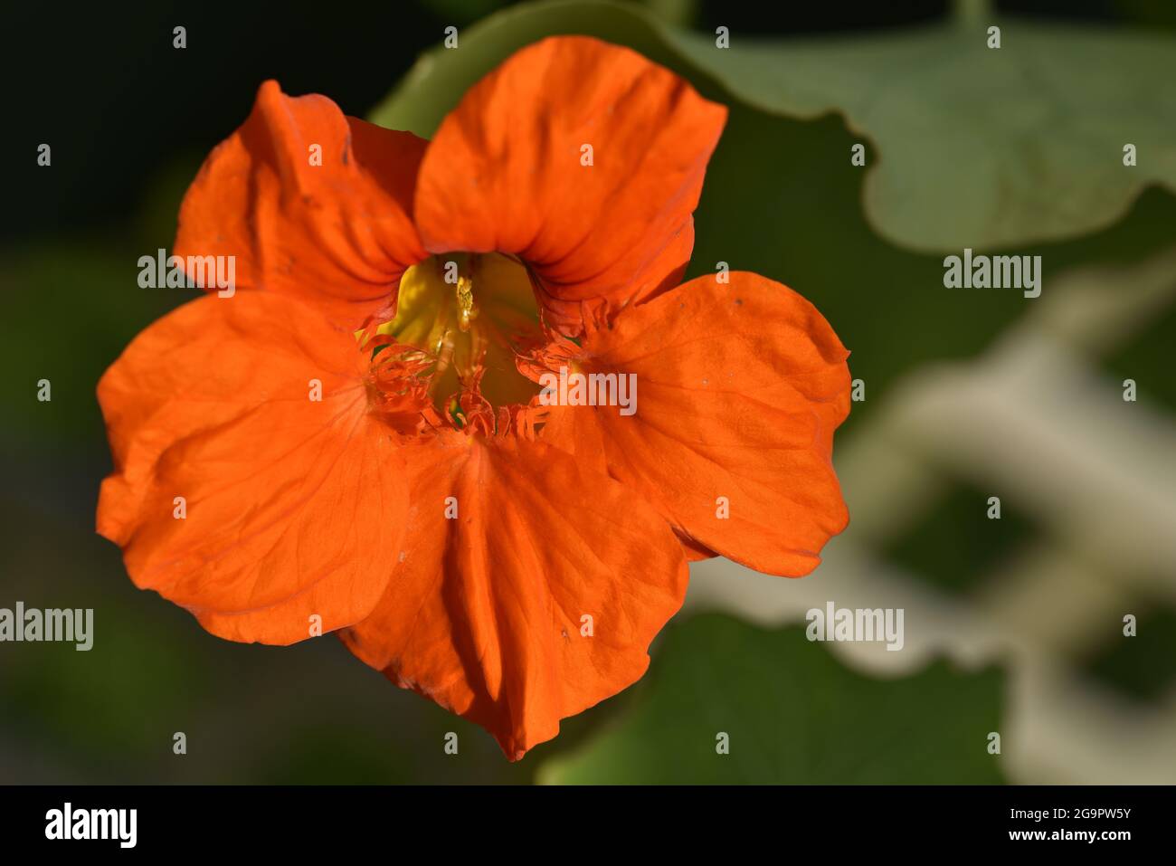 Sunlit Close-Up of Orange Nasturtium (Tropaeloum majus) Flower Head against Blurred Trellis Background in Summer in the UK Stock Photo