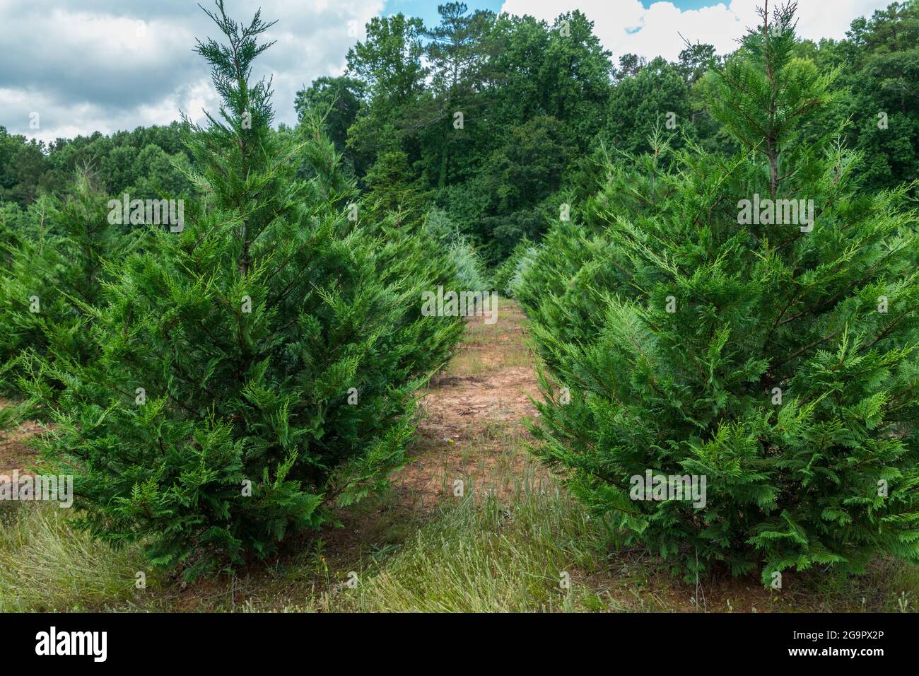 Variety of different kinds of Christmas trees growing in rows at a farm