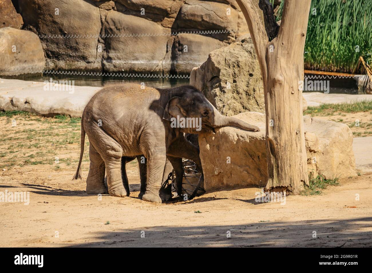 Cute adorable baby elephant having fun in   with  long trunk,tusks,large ear flaps, massive legs Stock Photo - Alamy