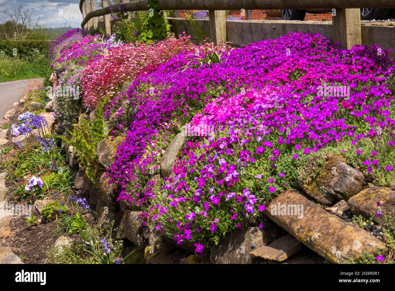 UK, England, Cheshire, Congleton, Puddle Bank Lane, colourful pink, purple and red early summer aubretia flowers in garden boundary wall Stock Photo