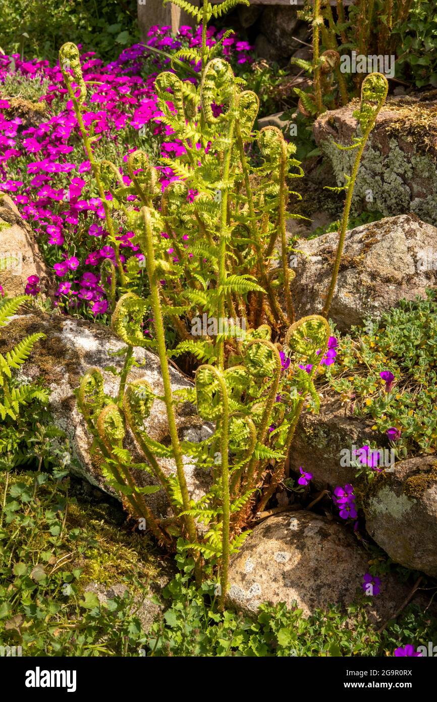 UK, England, Cheshire, Congleton, Puddle Bank Lane, fern unfurling amongst colourful early summer aubretia flowers in garden boundary wall Stock Photo