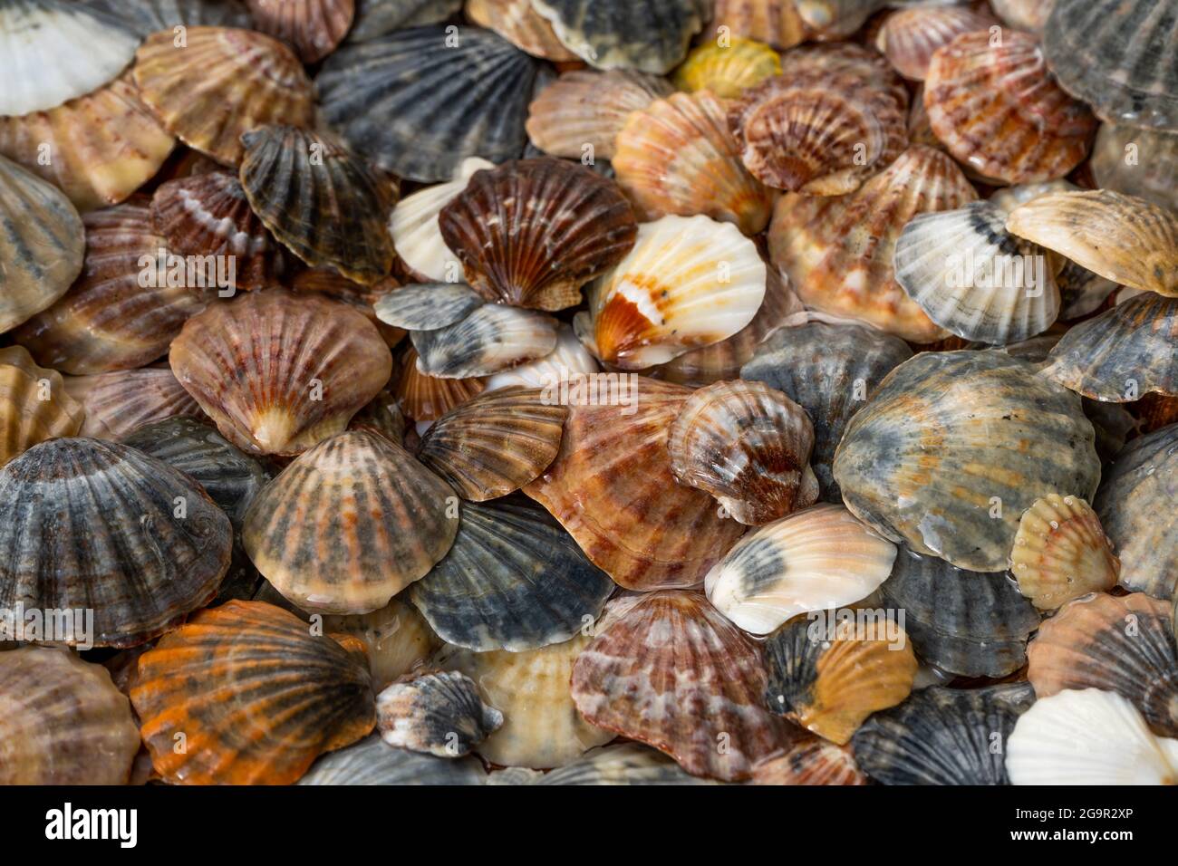 Summer background pattern from seashells. Shell close-up. Ocean coast. Seashells background. Stock Photo