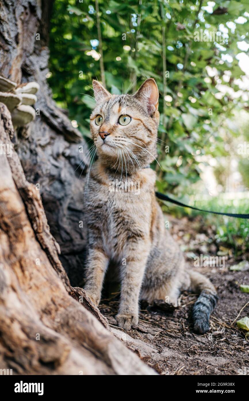 Cat in a collar on a leash sits in the park while walking. Stock Photo