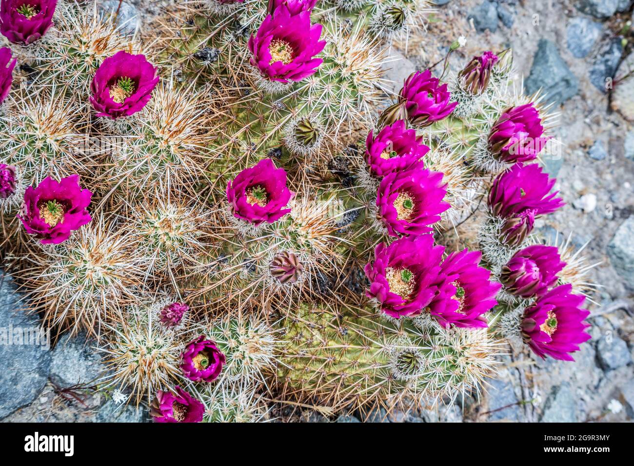 A beautiful portrait shot of a pink flowering cactus in Whitewater Preserve Stock Photo