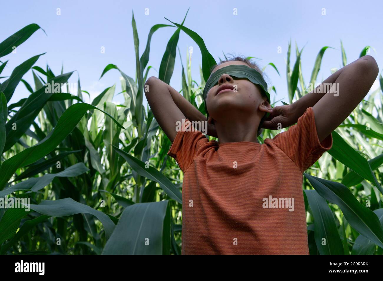 young boy holds corn leaf closing his eyes in a green field Stock Photo ...