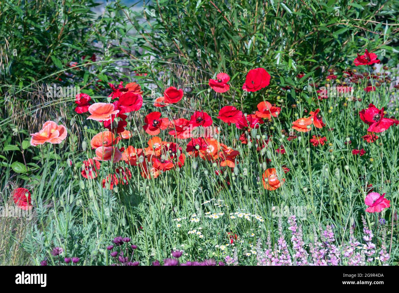 Poppies in the garden hi-res stock photography and images - Alamy