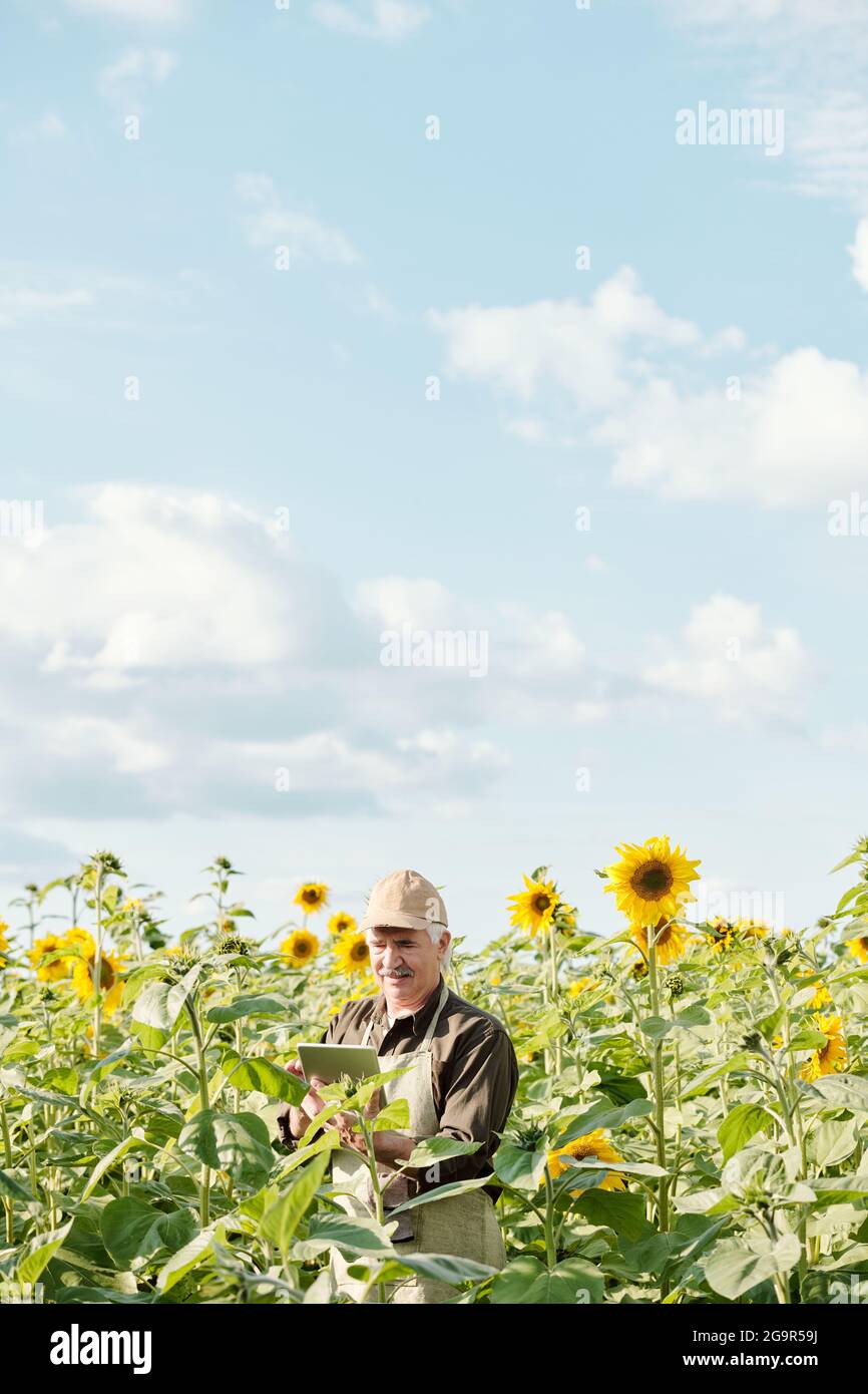 Happy young blond woman in hat and white romantic dress standing on green grass in front of camera against sunflower field on sunny day Stock Photo