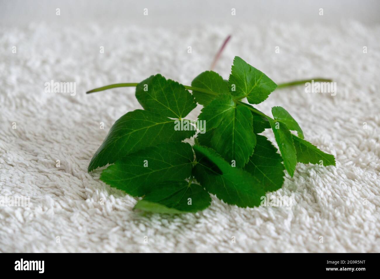 Ground elder plant on the white background isolated. Stock Photo