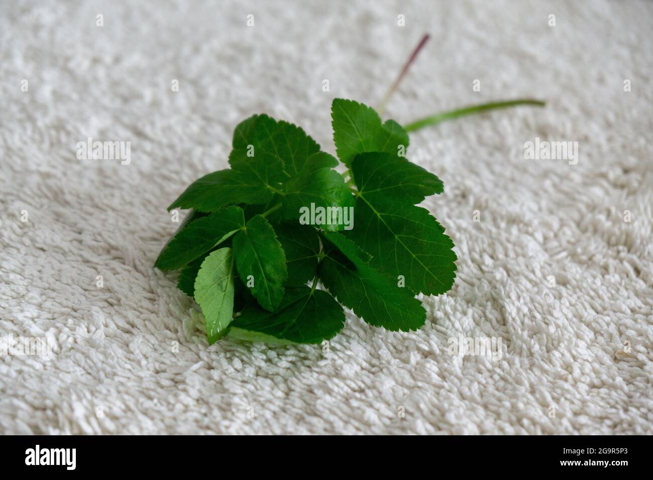 Ground elder plant on the white background isolated. Stock Photo