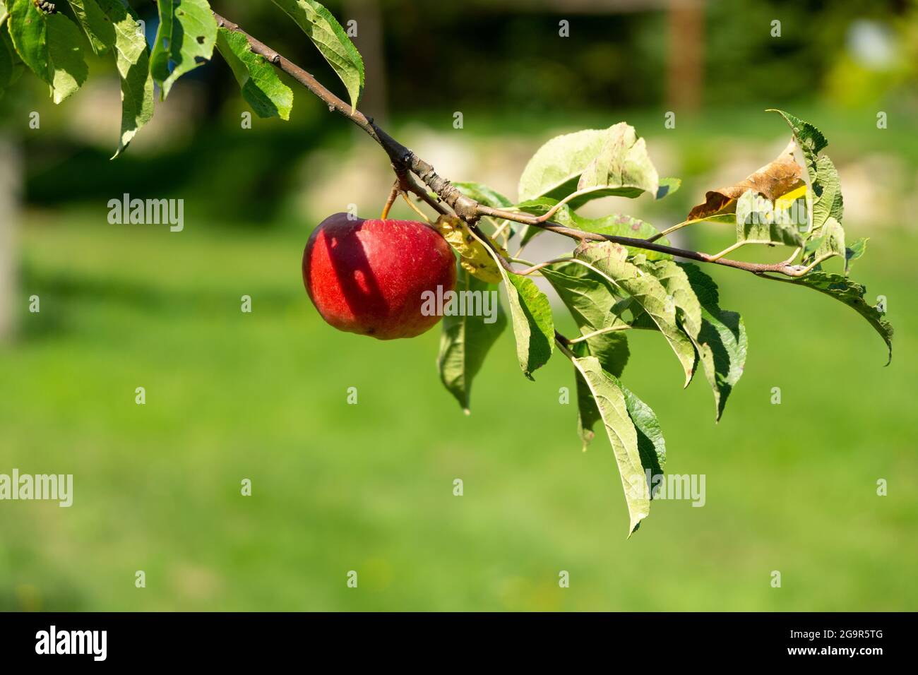 Landscape agricultural apple tree hi-res stock photography and images ...