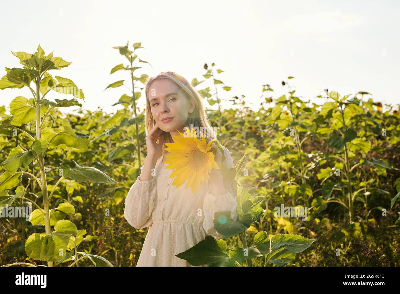 Beautiful young blond woman in white country style dress standing in front of camera against sunflower field and looking at one of yellow flowers Stock Photo