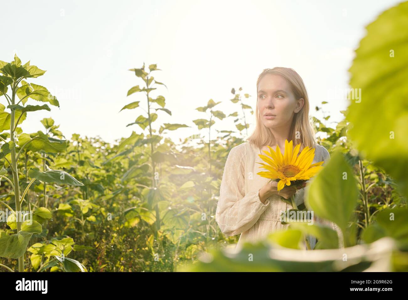 Cheerful young blond woman in white dress standing by one of large sunflowers in front of camera in the field against clear sky Stock Photo