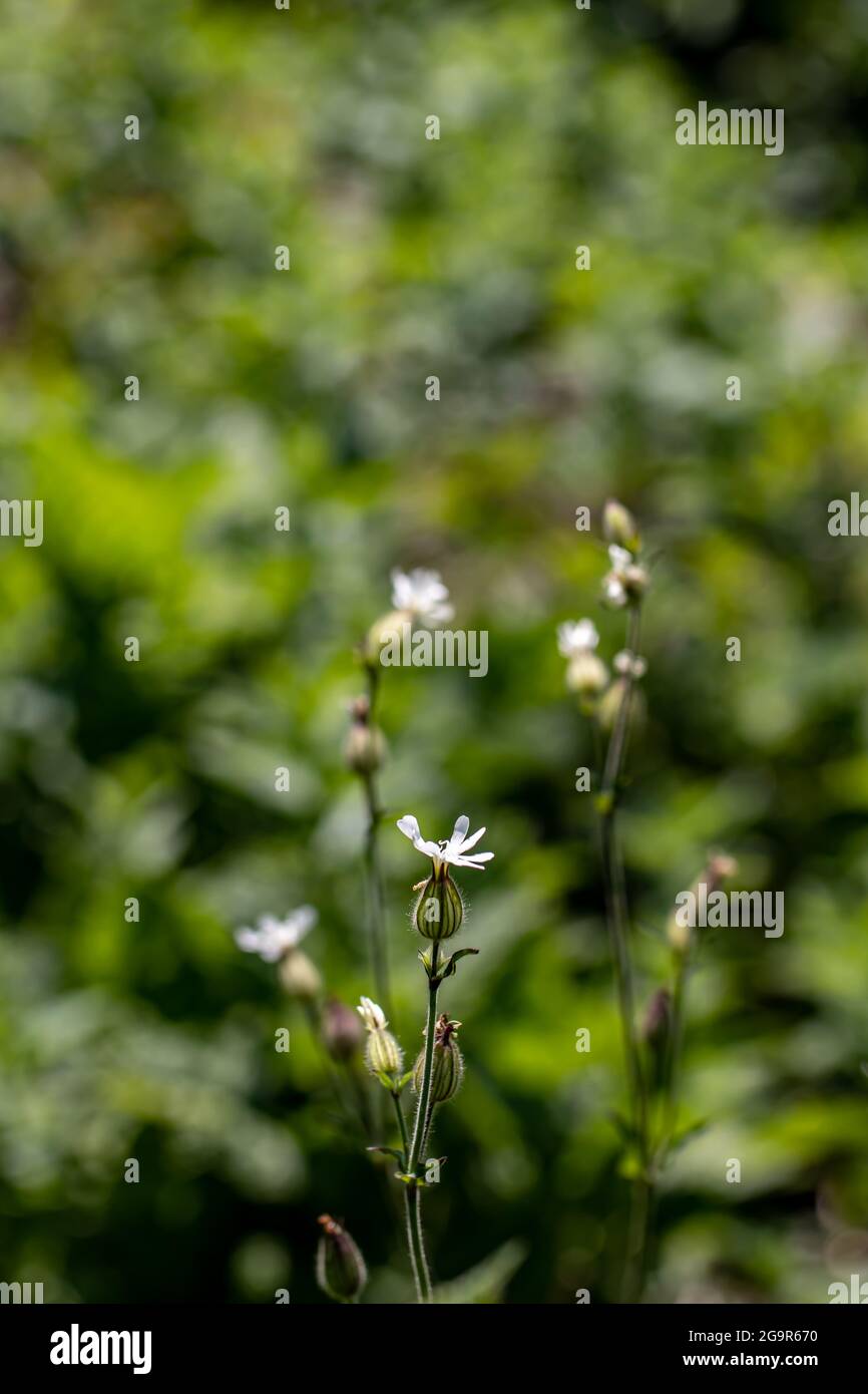 Silene latifolia growing in the forest, close up Stock Photo