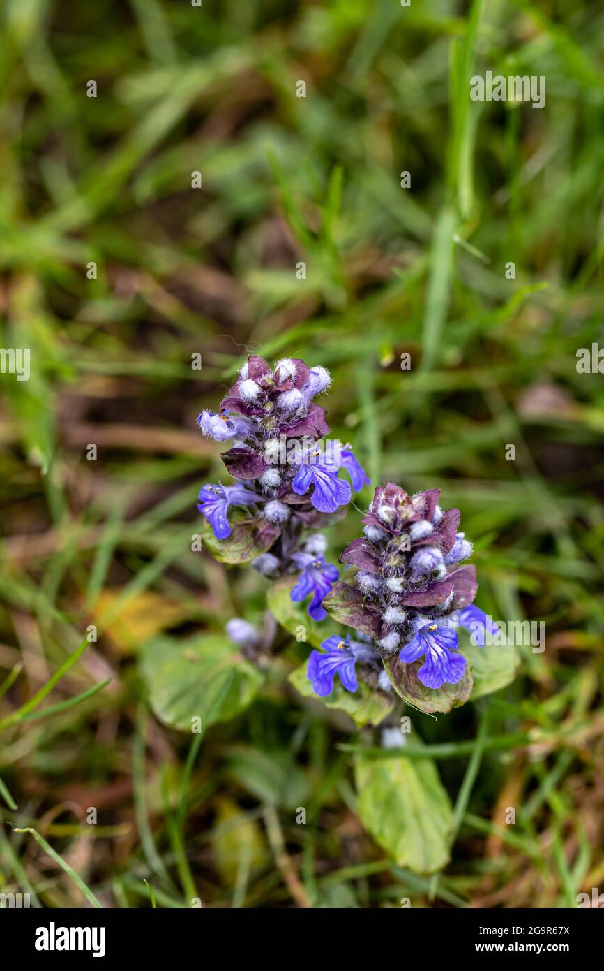 Ajuga reptans flower in the field, close up Stock Photo