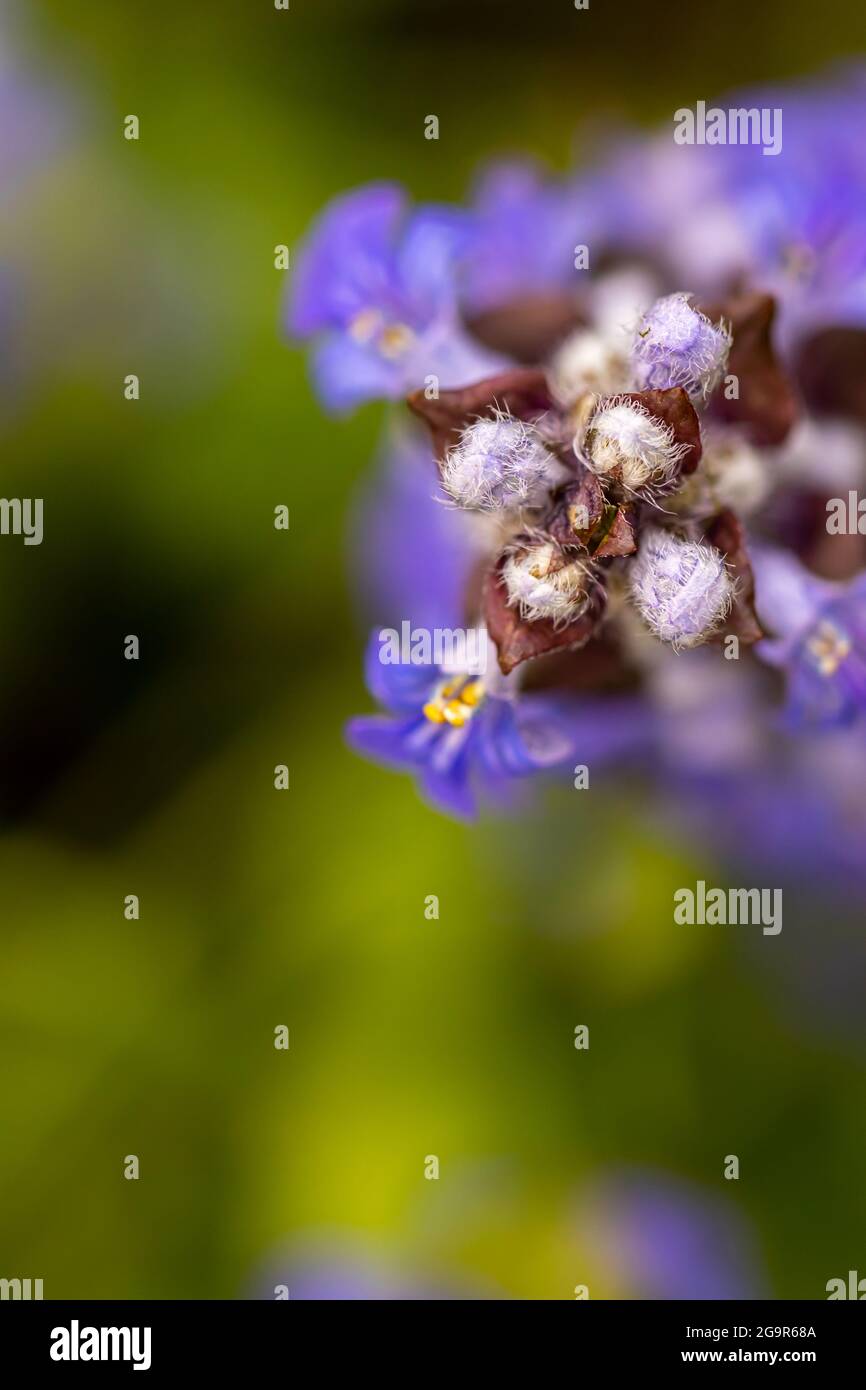 Ajuga reptans flower growing in the field, close up Stock Photo