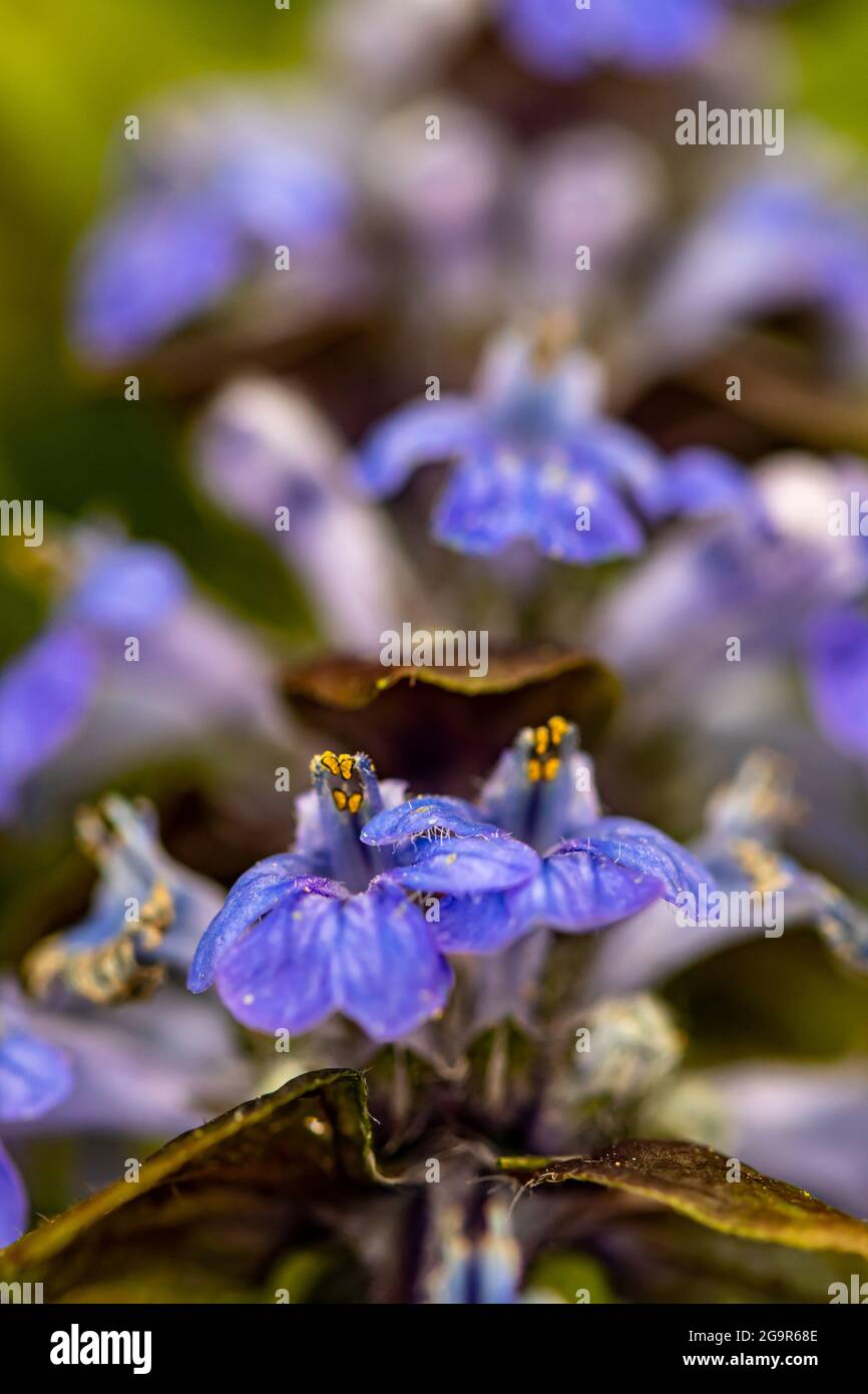 Ajuga reptans flower growing in the field, close up shoot Stock Photo