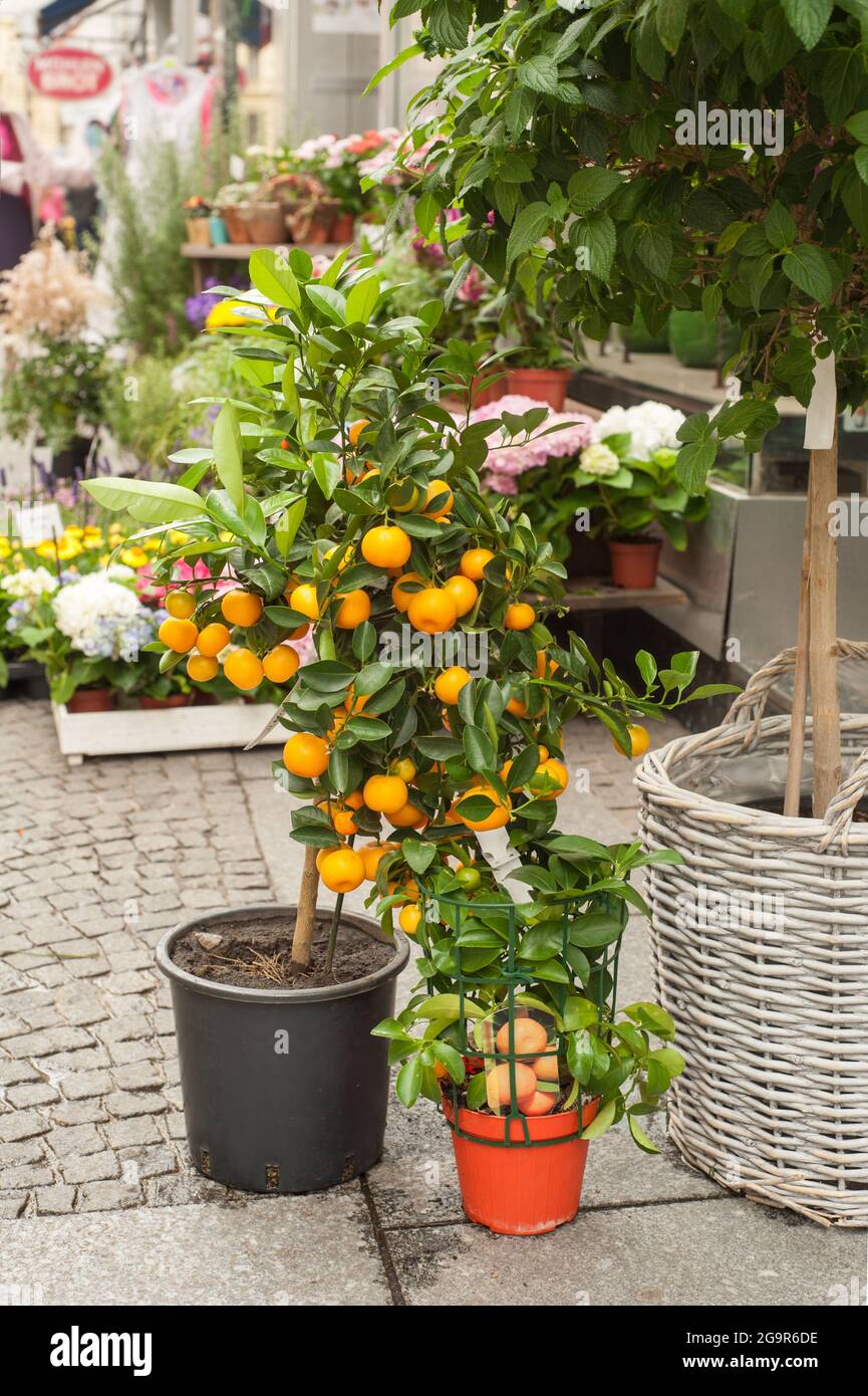 German fruit shop hires stock photography and images Alamy