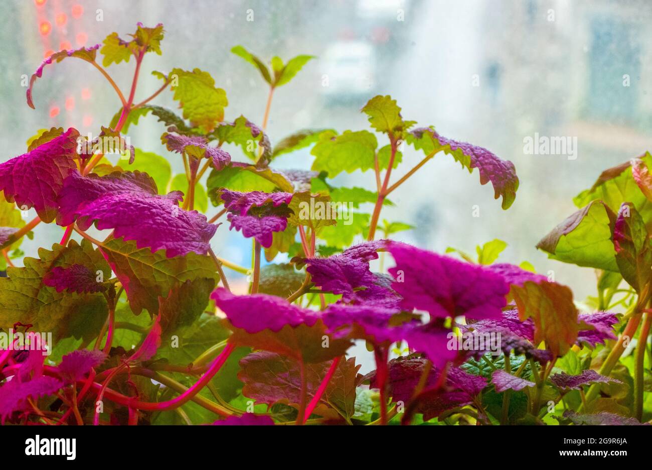 Lamps for growing plants for agriculture, Phytolamps, Fito lamp. mint and  melissa in pink lighting. High quality photo Stock Photo - Alamy
