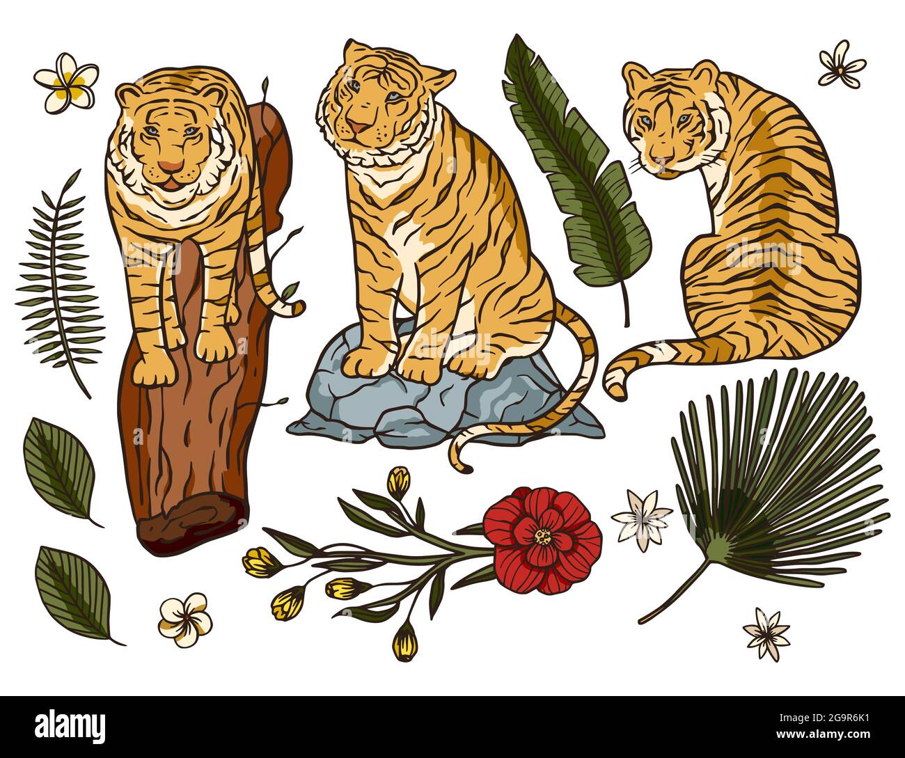 Wild bengal tiger nature mammal cartoon animal Vector Image