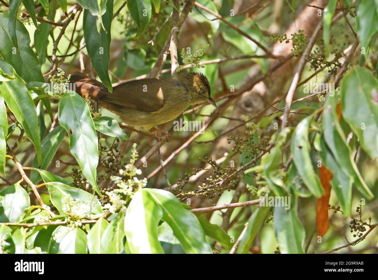 Grey-eyed Bulbul (Iole propinqua) adult in fruiting tree Kaeng Krachen NP, Thailand            November Stock Photo