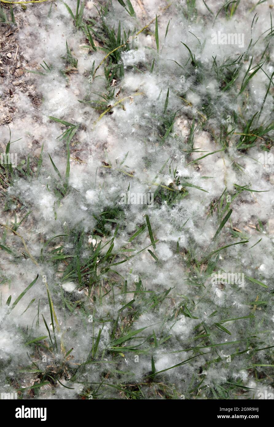 white pollen that looks like cotton balls dropped from Poplar trees in