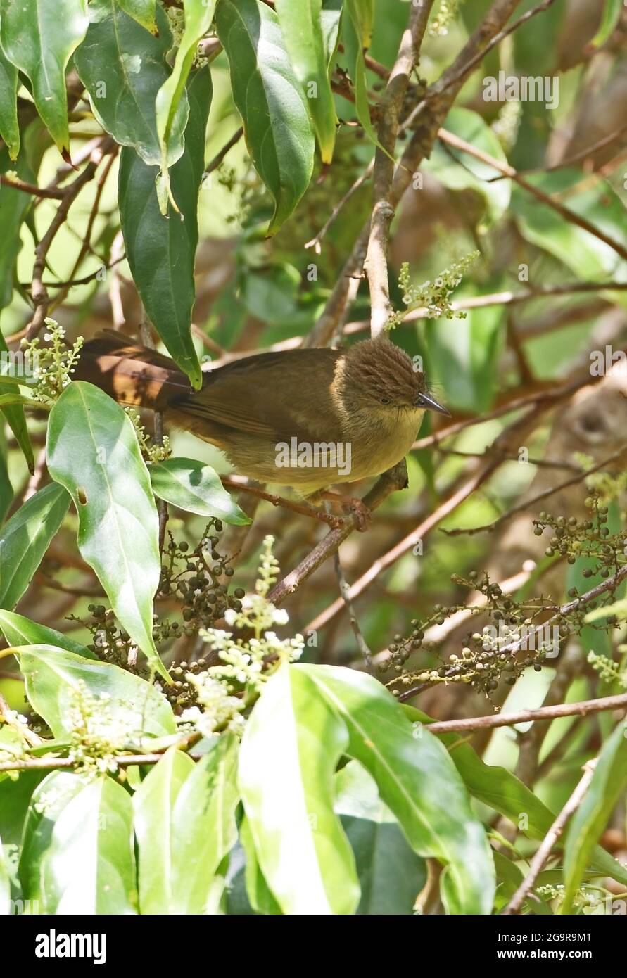 Grey-eyed Bulbul (Iole propinqua) adult in fruiting tree Kaeng Krachen NP, Thailand            November Stock Photo