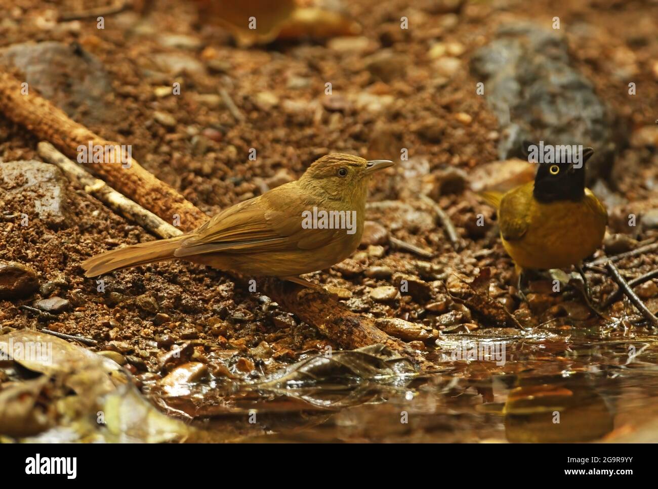 Grey-eyed Bulbul (Iole propinqua) adult drinking from forest pool with Black-crested Bulbul (Pycnonotus melanicterus) Kaeng Krachen NP, Thailand Stock Photo