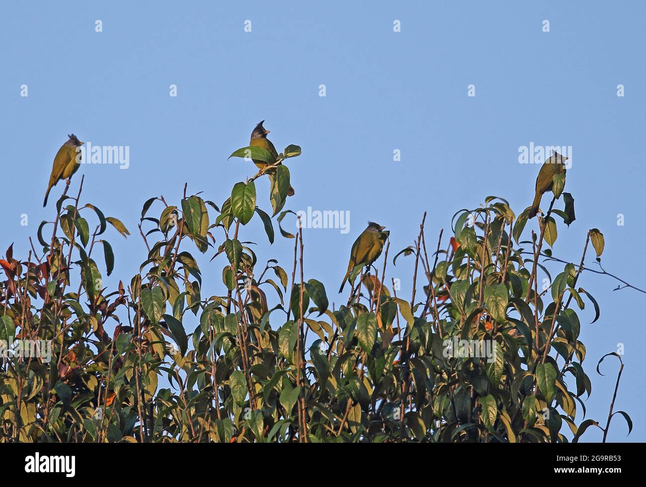 Crested Finchbill (Spizixos canifrons ingrami) four adults perched on top of tree Doi Ang Khang, Thailand     November Stock Photo