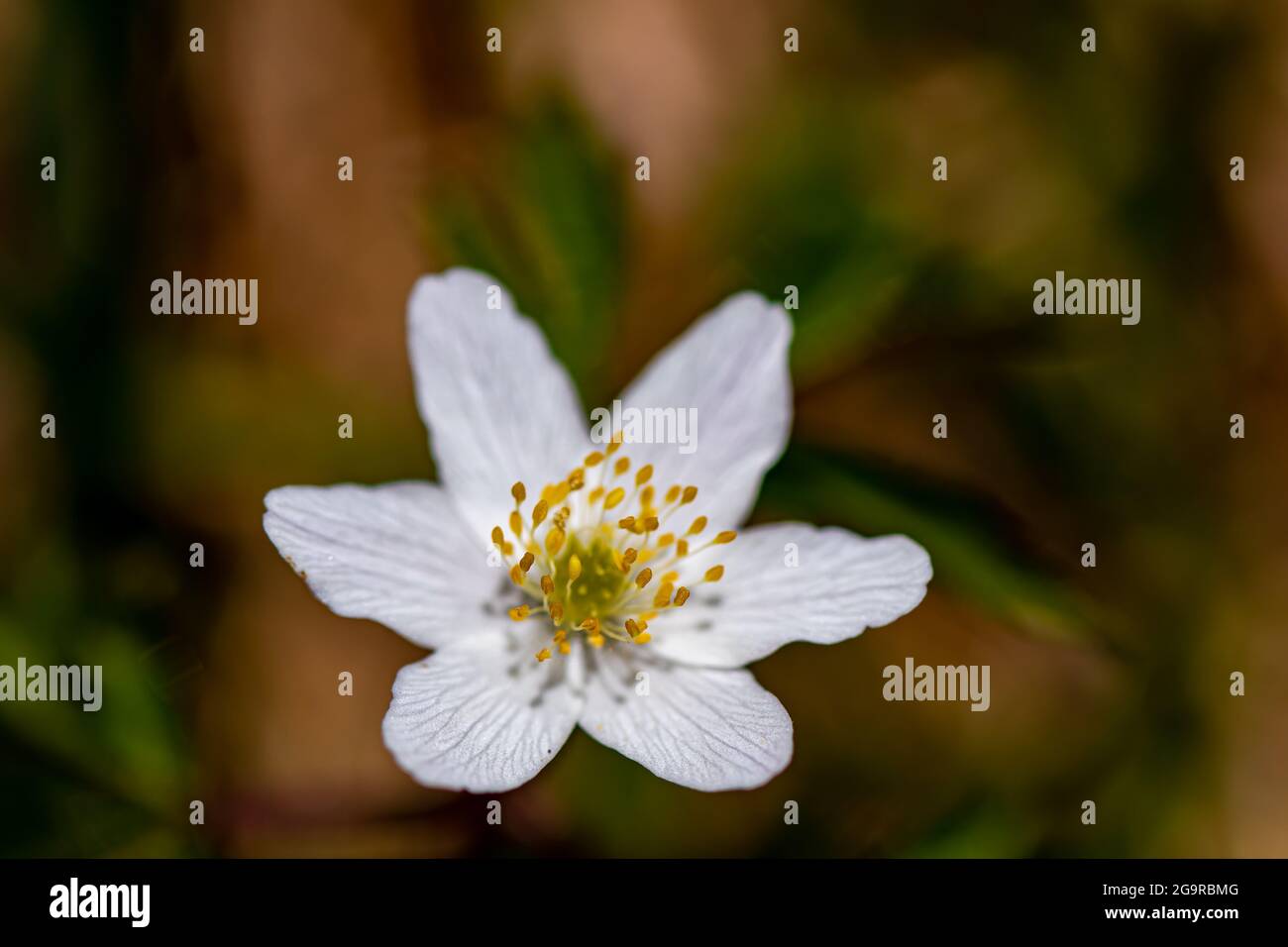 Anemonoides nemorosa flower growing in forest, macro Stock Photo - Alamy