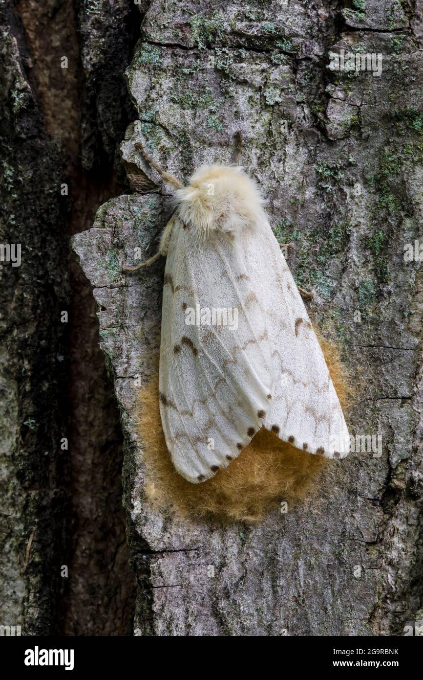 Gypsy Moth, Lymantria dispar dispar, female laying eggs on the bark of a Red Maple tree, central Michigan, USA Stock Photo